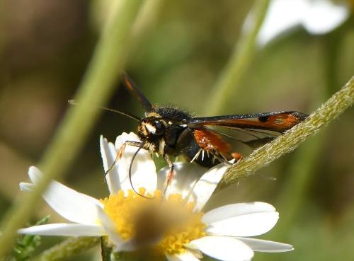 Réf. 231 967 : Pyropteron chrysidiformis